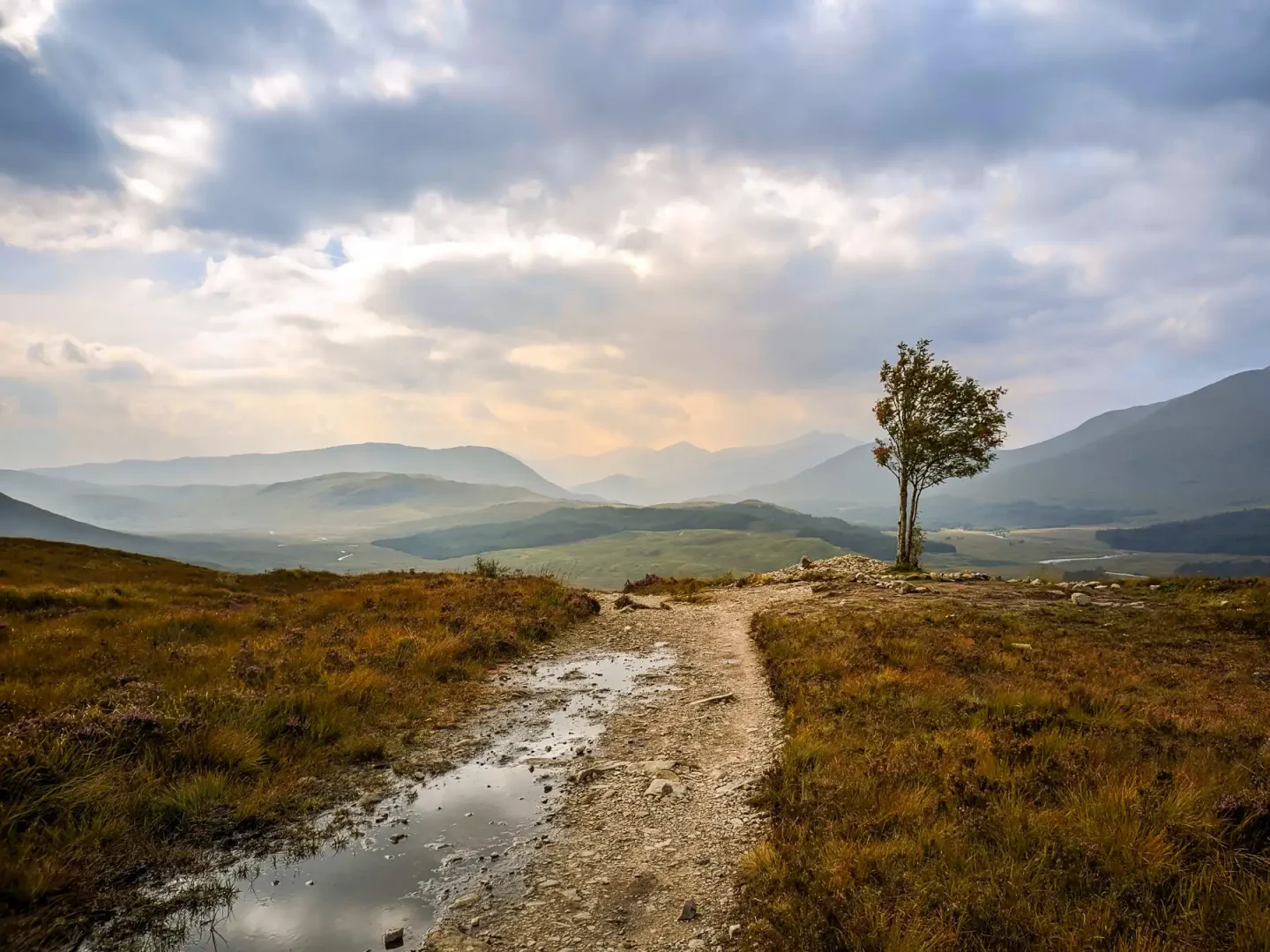 A wet, stony path leads through autumnal coloured grasses into misty mountains. A singular rowan tree stands on the right.