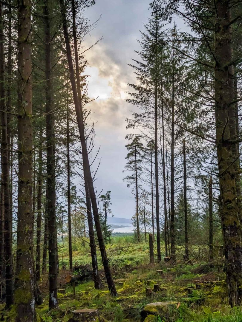 Looking through a forest of tall, straight pine trees to a glimpse of Loch Lomond