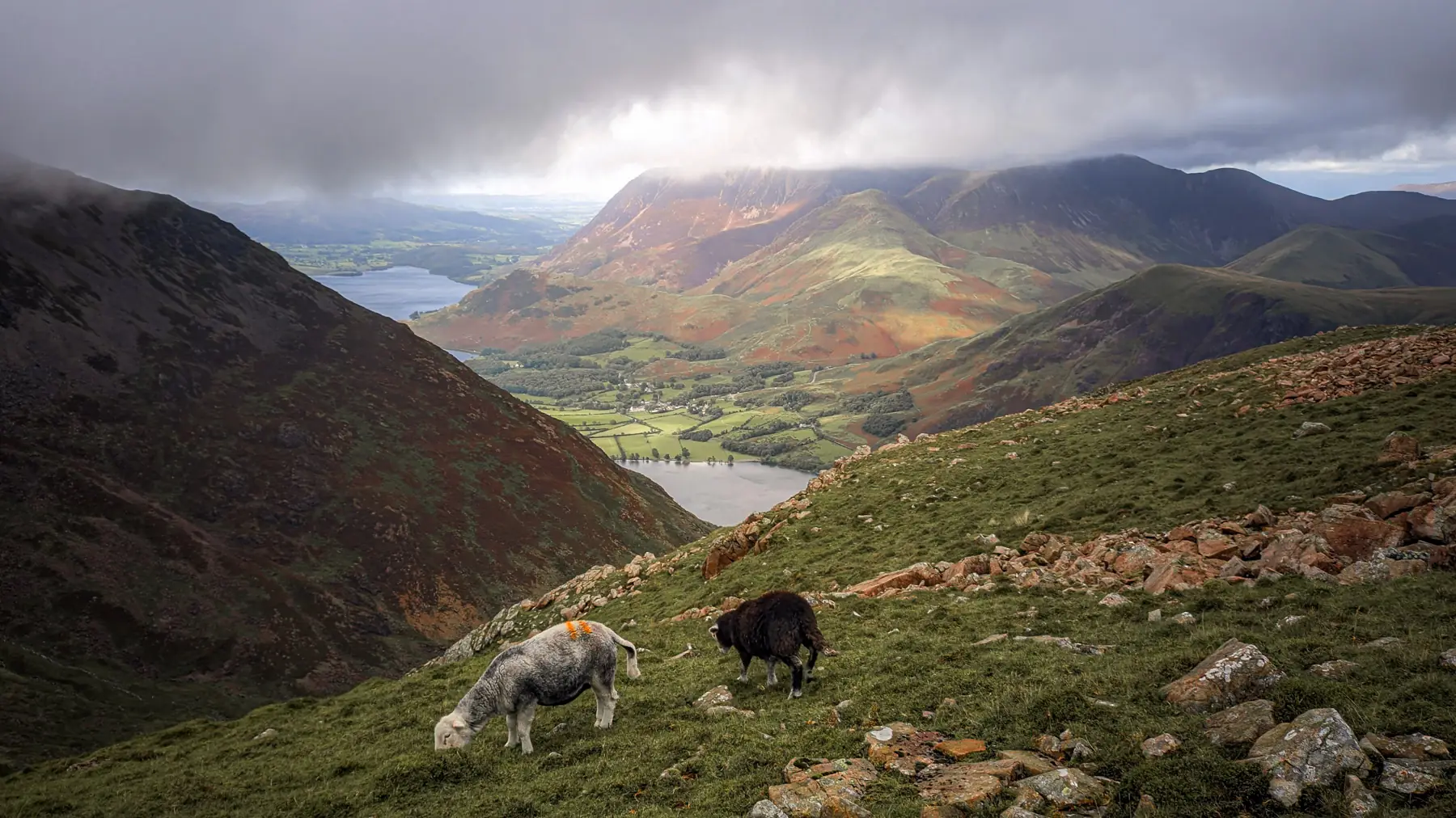 Two Herdwick sheep graze on a mountain-side on Wainwright's Coast to Coast in the Lake District. Low, grey clouds blow across the mountains and lakes below
