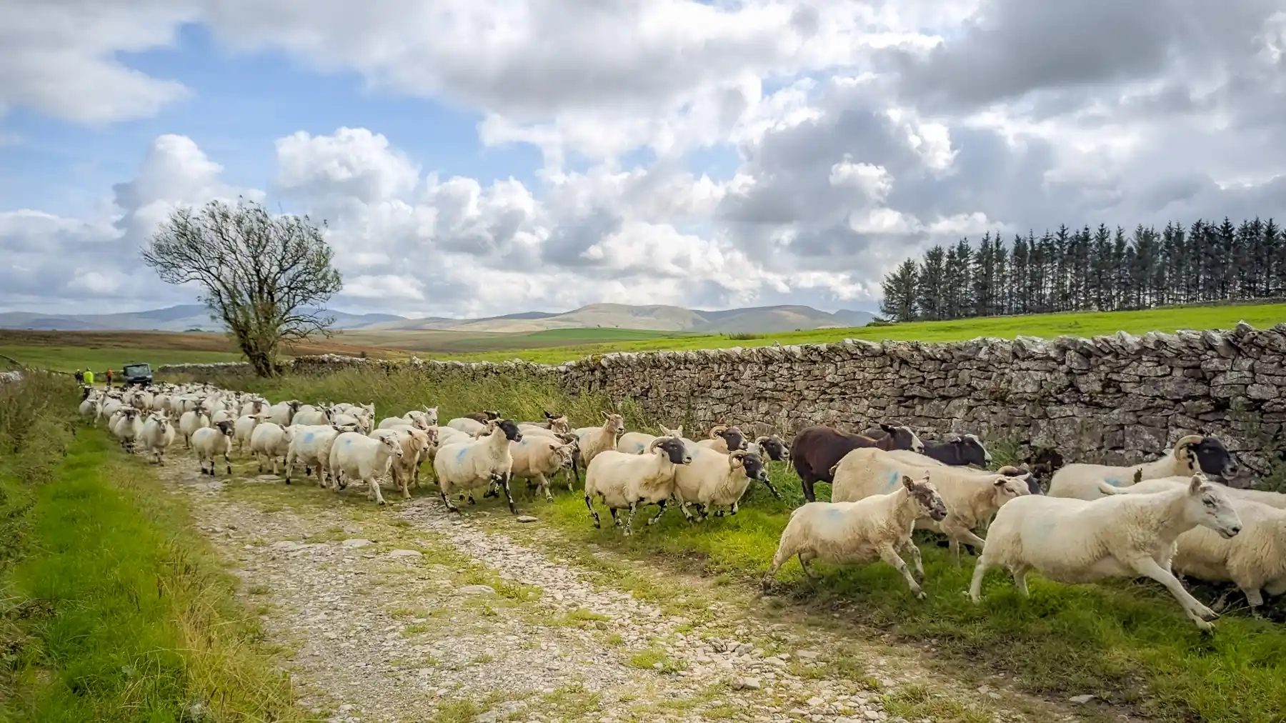 A flock of sheep run in a line beside a dry stone wall in the Yorkshire Dales. A quad bike and dogs can be seen behind them on the stone track.