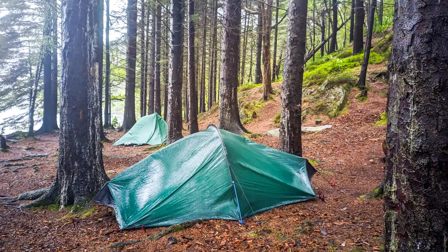 Two backpacking tents pitched amongst pine trees in pouring rain