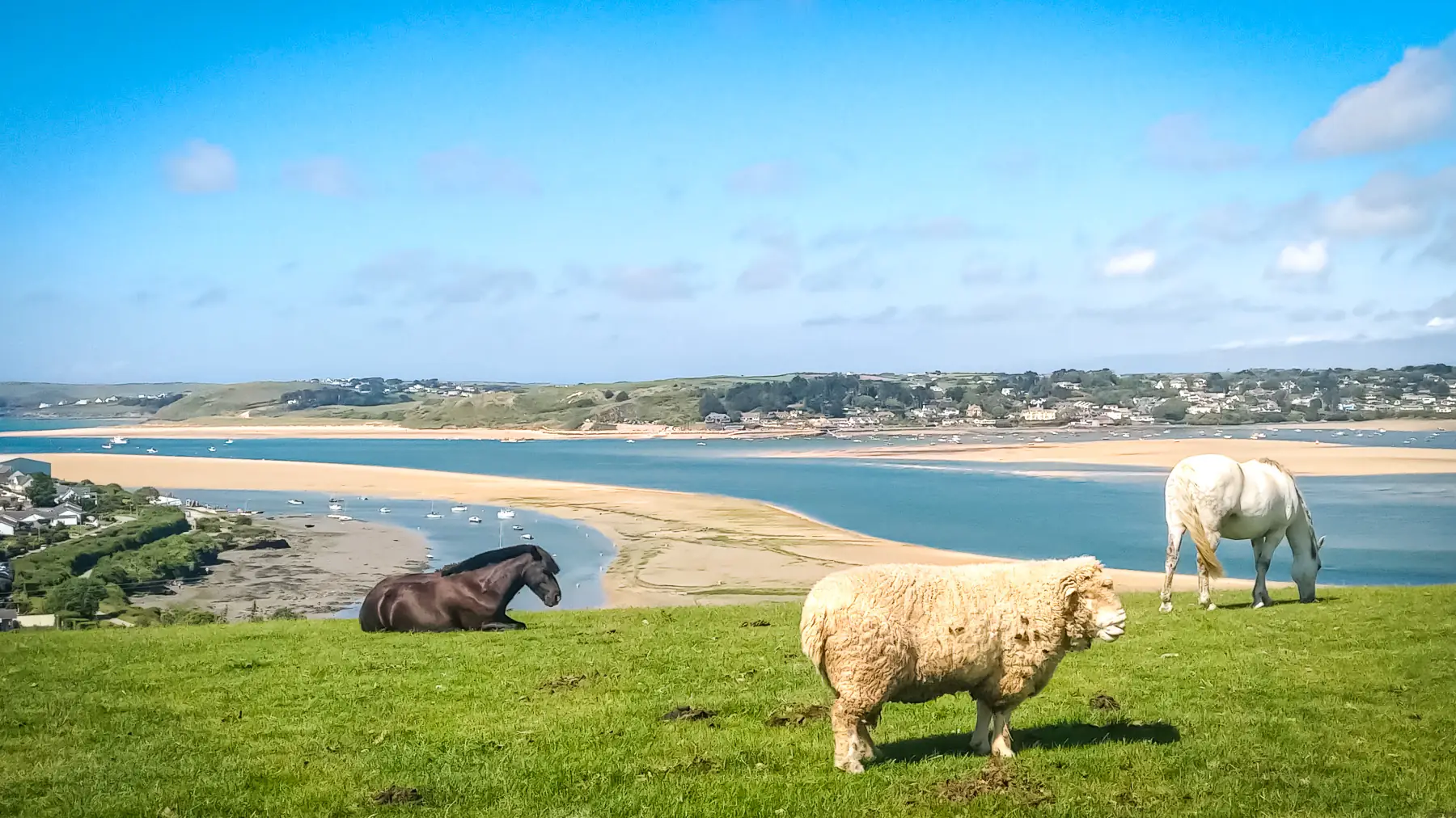 A panoramic view of the Camel Estuary, with white sands and deep blue waters, on a sunny summers day. Two horses and a sheep graze on a hill in the foreground.
