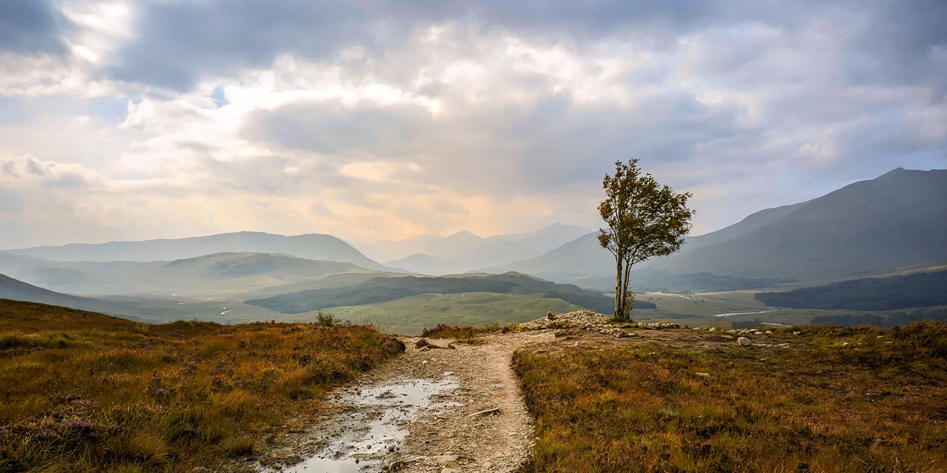 A stony, 'puddly' path leads towards a lonely mountain ash tree. There's a back drop of mountains and a sky that looks like it might rain any minute. The photo was taken on The west Highland Way.